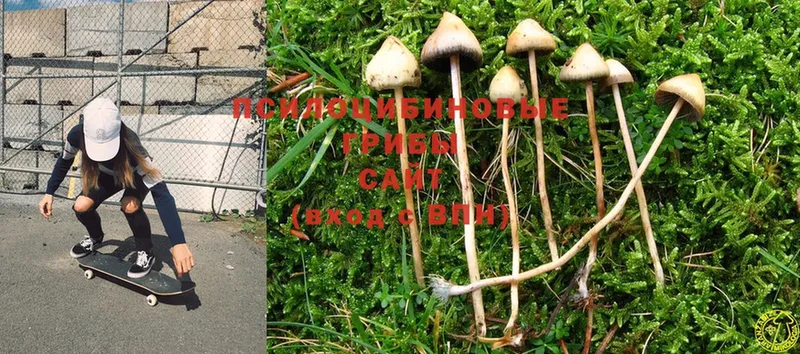 Псилоцибиновые грибы Psilocybine cubensis  дарк нет какой сайт  Лиски  хочу наркоту 